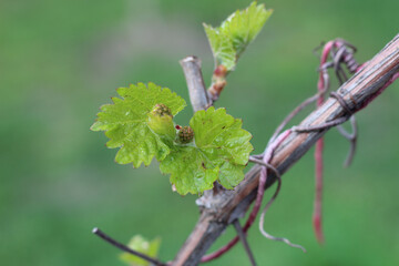 Non-pollinated grape inflorescence on a newly blossoming bud