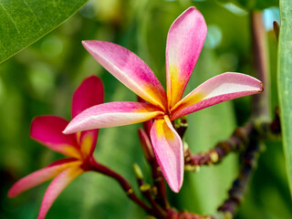 Close up view to the pink plumeria on the green background. Zanzibar, Tanzania.