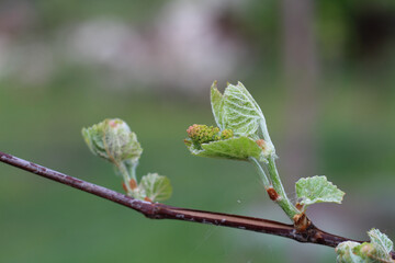 Non-pollinated grape inflorescence on a newly blossoming bud