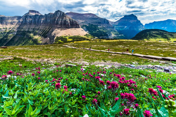 Fototapeta premium summer wild flowers blooming with the rugged mountains on the background in Glacier National Park.