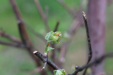 Non-pollinated grape inflorescence on a newly blossoming bud