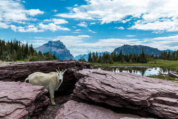 Views from the Hidden Trail in Glacier national park in Montana during summer. wild flowers,...