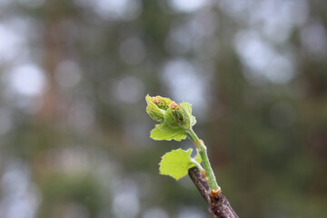 Non-pollinated grape inflorescence on a newly blossoming bud