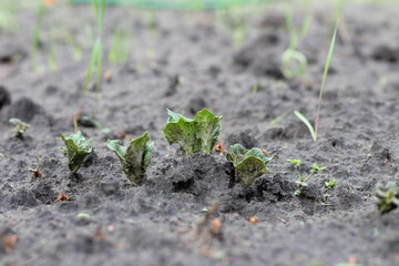 Germinating young green sprouts of potatoes in the ground