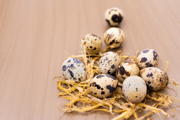 huevos de codornis junto al nido