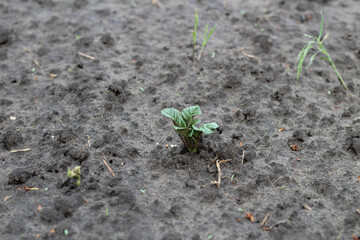 Sprouting young green sprouts of potatoes in the ground