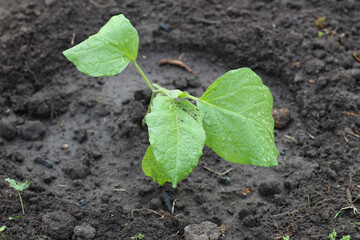 Young Chinese cabbage seedlings in the ground
