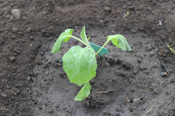 Young Chinese cabbage seedlings in the ground