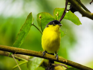 Common Tody Flycatcher Observando una gota de agua