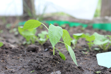 Young pepper plant in soil. The leaves in the dew