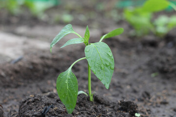 Young pepper plant in soil. The leaves in the dew