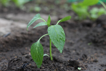 Young pepper plant in soil. Leaves in water droplets