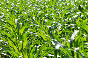 Corn grows in the field