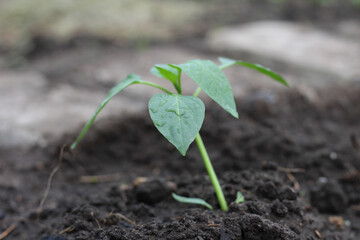 Freshly planted pepper sapling in soil. Leaves in water droplets
