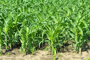 Fototapeta na wymiar Corn grows in the field