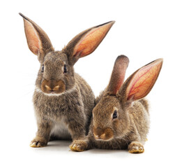 Two little brown rabbits are sitting.