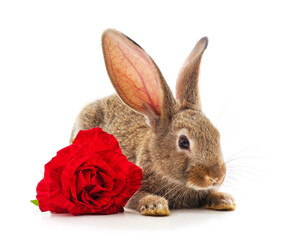 Fototapeta na wymiar One brown rabbit with a rose.
