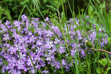 Spring flower bed of blue white flowers