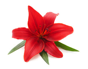 One beautiful red lily with leaves.