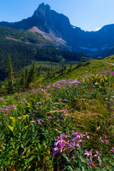 Obraz premium summer wild flowers blooming with the rugged mountains on the background in Glacier National Park.