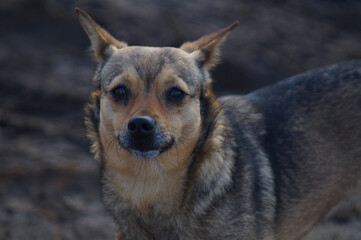 Portrait of small cute domestic puppy which looking at camera