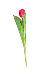 Red tulip flower on white background