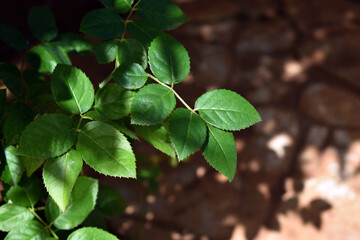 Green rose bush leaves in the garden.