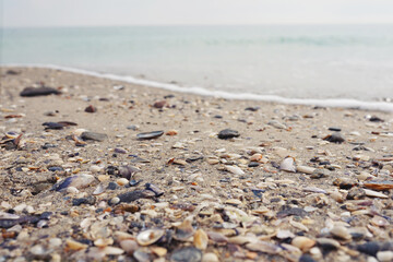 Fototapeta na wymiar Different seashells on the sand closeup.
