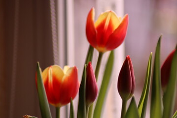 red and yellow tulips