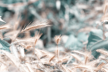 Grass spikelet in the wild. Summer background applying filter