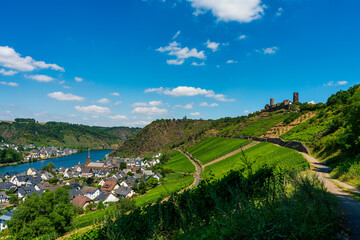 Fototapeta na wymiar Panoramic view of the Moselle vineyards, Germany..Thurant Castle near Alken on the Moselle .