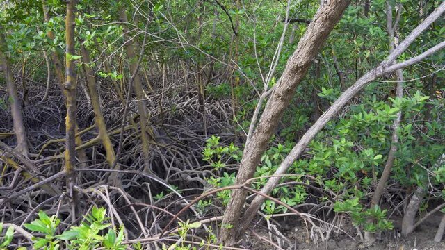Mangrove forest prop roots, slow pan - Anne Kolb Natural Area, Hollywood, Florida, USA