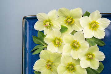 Fresh hellebore floral lat lay with copy space