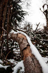 tree in the snow
