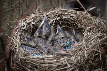 Chicks lie in the nest