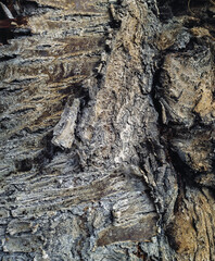 Old cherries (cherry) bark texture. Concept of abstract pattern of natural surface, close-up.