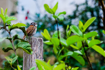 bird on a branch