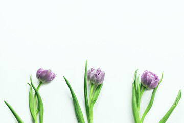 Three pink tulips isolated on white background.