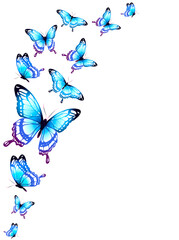 Obraz na płótnie Canvas butterfly761