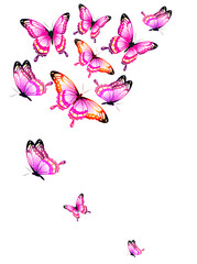 Obraz na płótnie Canvas butterfly762