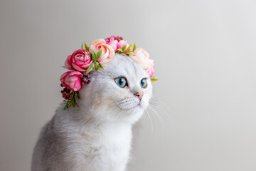 Beautiful portrait of a charming white cat wearing a crown of pink flowers on a gray background