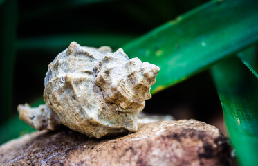 Seashell above a stone with a green background