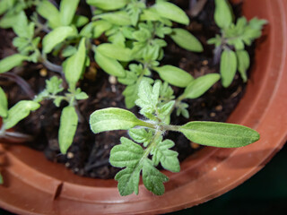 tomato seedling close up in round pot