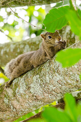 squirrel on tree