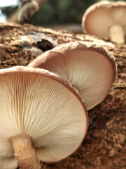 mushrooms cultivation