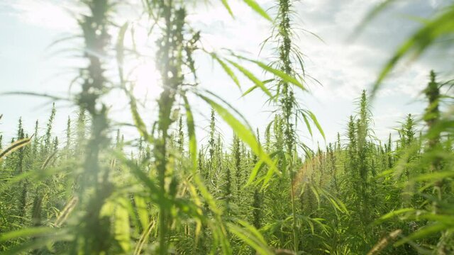 SLOW MOTION, CLOSE UP, LENS FLARE, DOF: Golden summer sunbeams shine on the swaying illegal marijuana plants. Lush green field of illegal cannabis sways in the warm summer breeze on a sunny day.