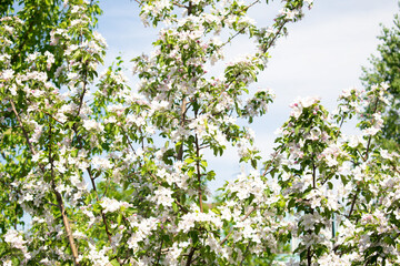 Blooming apple peach cherry tree at spring, pink white flowers in garden in sunny day close up.