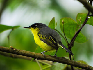 Common Tody Flycatcher perchado y pensativo, con una mirada pensativa