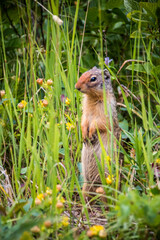 Naklejka na ściany i meble Columbian ground squirrel in its natural habitat in the meadows of Glacier National Park in Montana