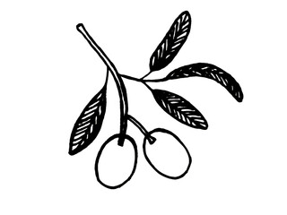 vector olive branch